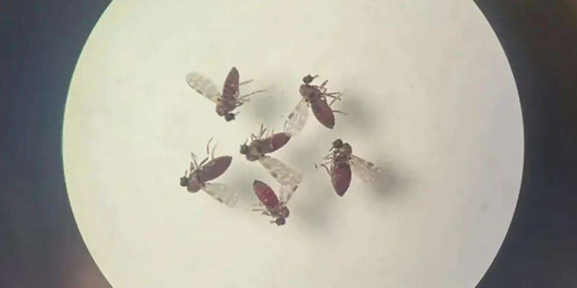 pesquisa-mostra-influencia-de-eventos-climaticos-em-surto-de-oropouche