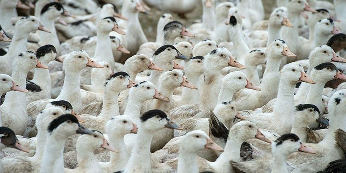 mortes-de-gansos-e-patos-em-zoologico-no-rs-foram-por-gripe-aviaria