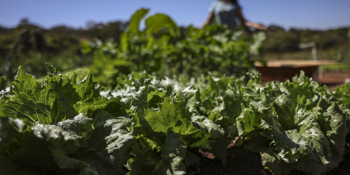 parceria-destina-r$-299-milhoes-para-agricultura-familiar-na-bahia