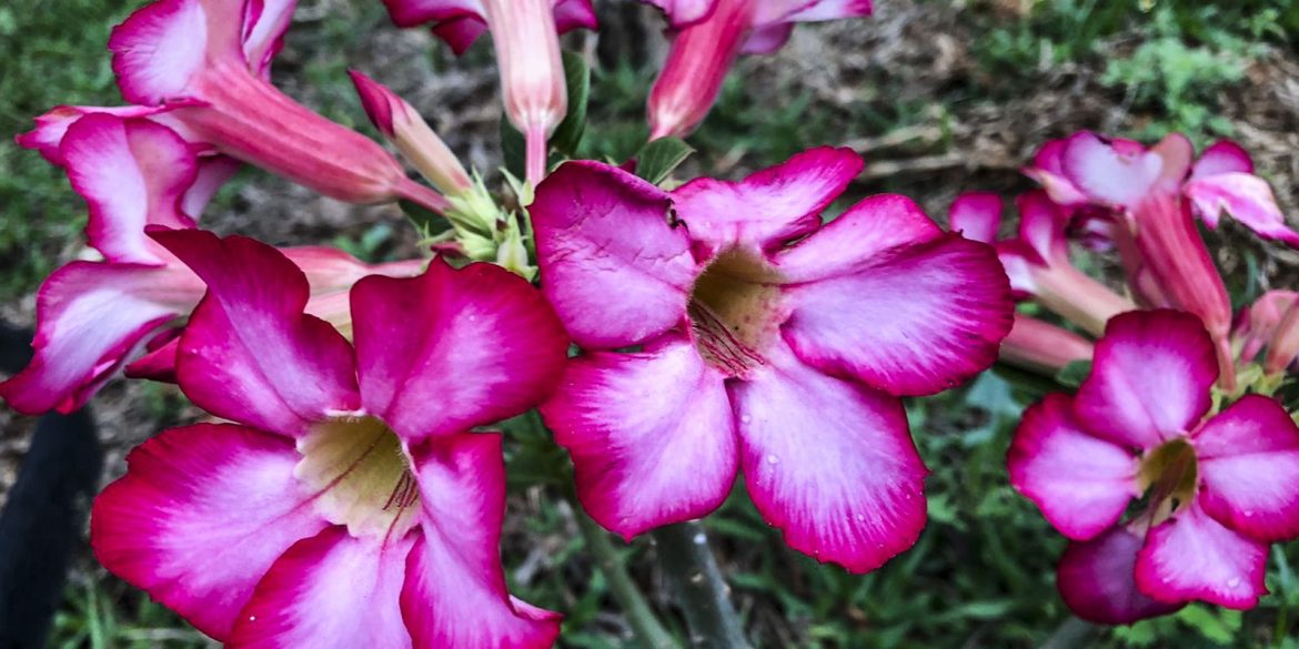hoje-e-dia:-inicio-da-primavera-e-datas-ligadas-a-saude-sao-destaques