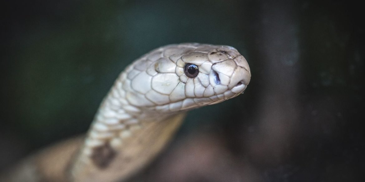 estudo-preve-substituicao-de-roedor-em-testes-antiveneno-de-serpentes