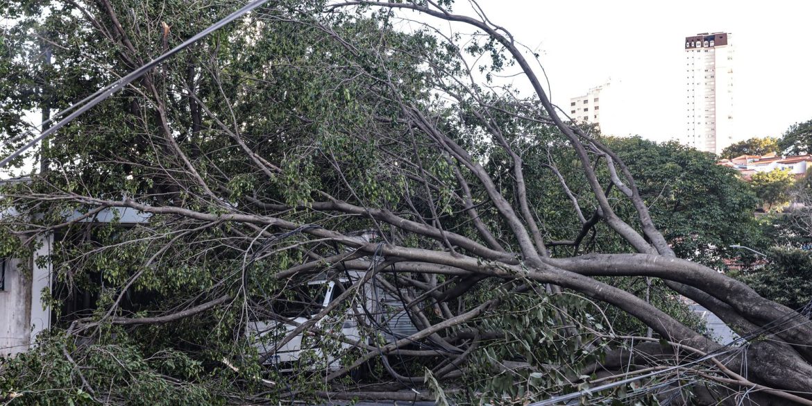 defesa-civil-de-sp-recebe-514-chamados-por-quedas-de-arvores
